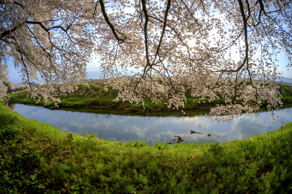 小川と桜