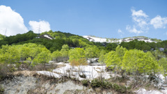 新緑の山