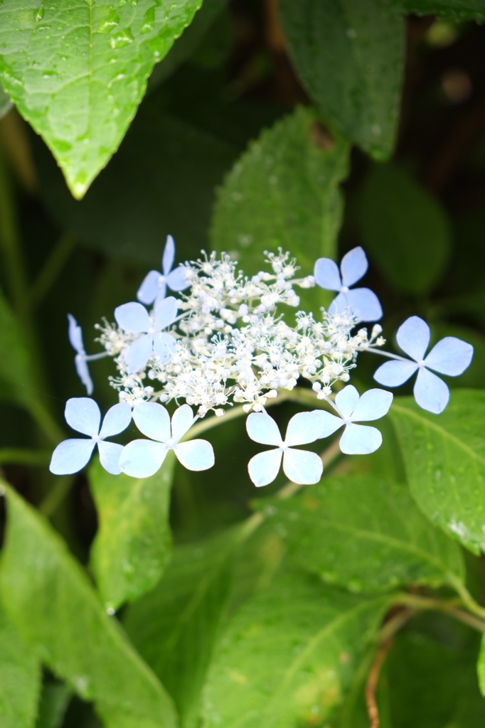 可憐な紫陽花
