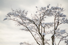 雪の華