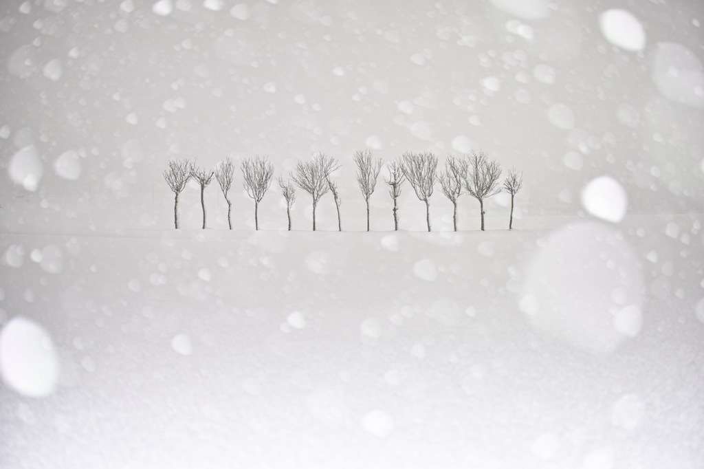 雪降る稲架木