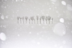 雪降る稲架木
