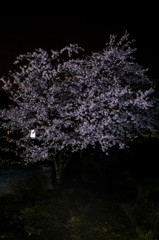真夜中桜