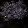 真夜中桜