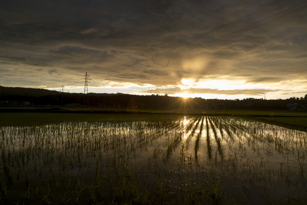 たんぼからの夕日