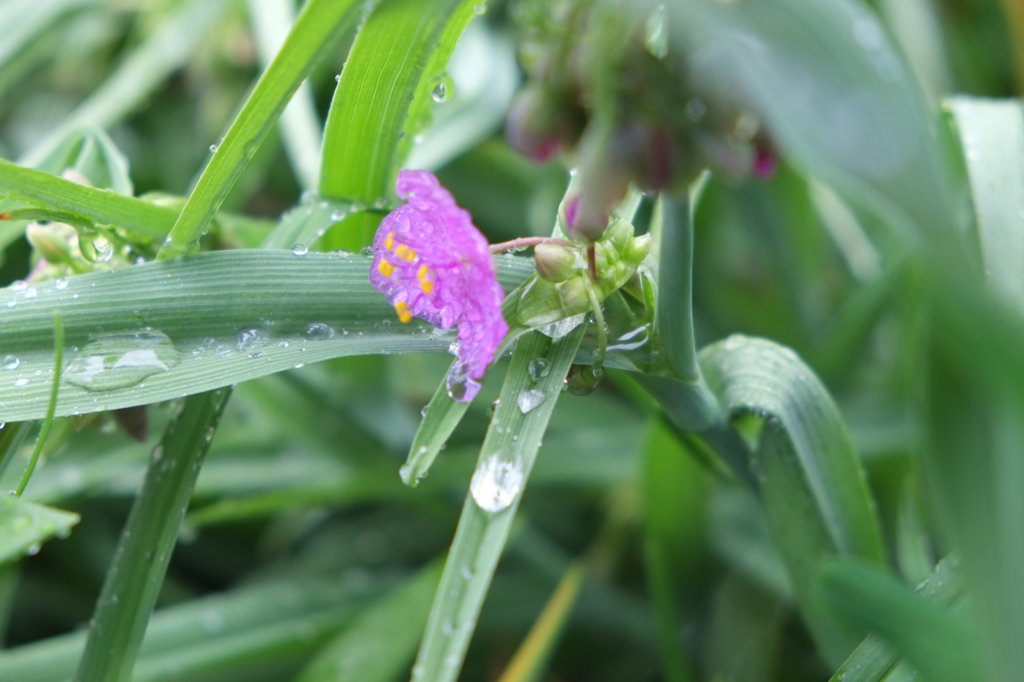 梅雨の花