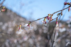 山桜