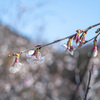 山桜