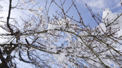 雪花