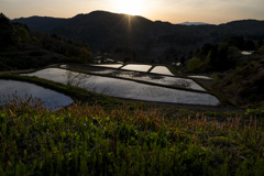 棚田の朝