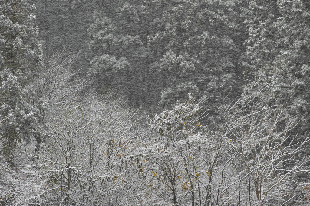 吹雪く