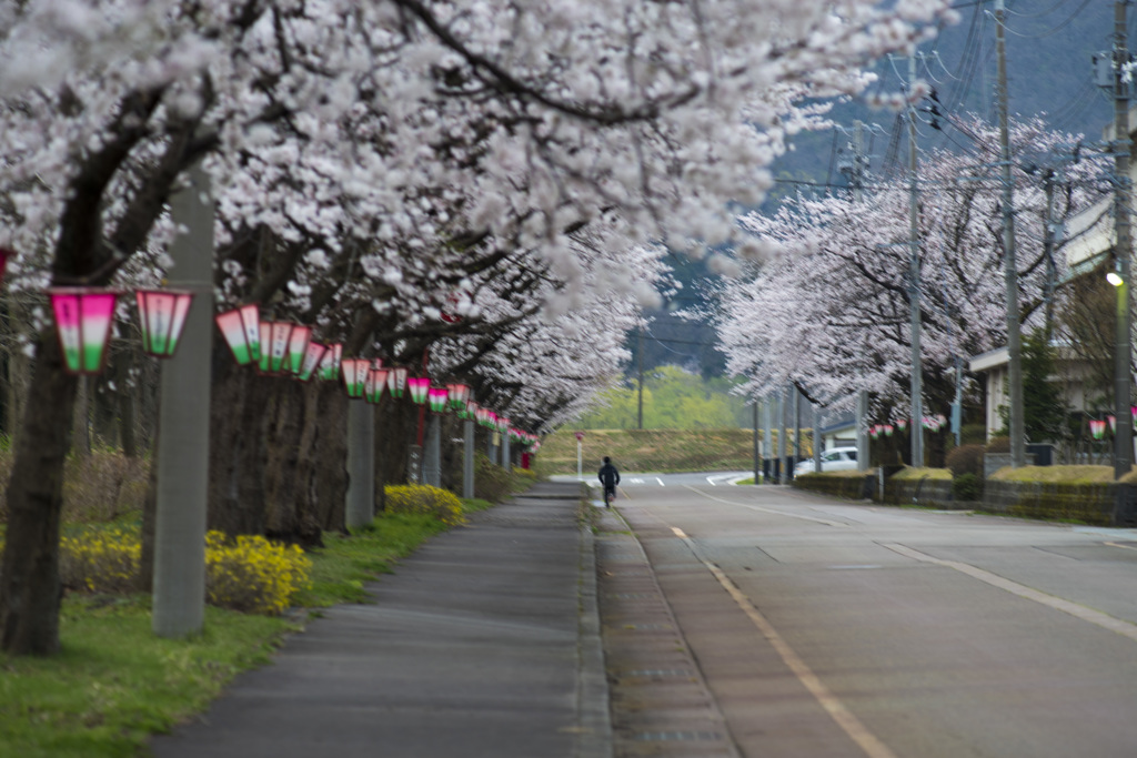 桜並木通り