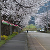 桜並木通り