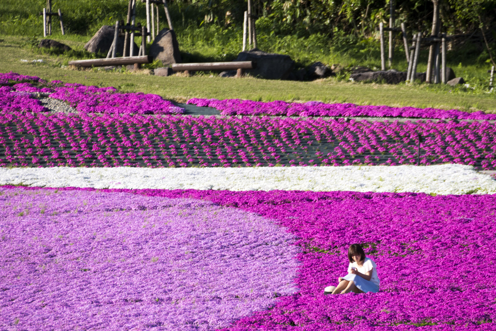 芝桜