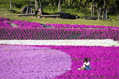 芝桜