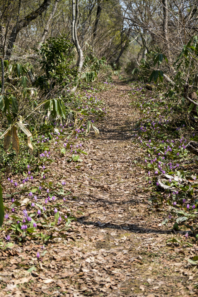 遊歩道を行く