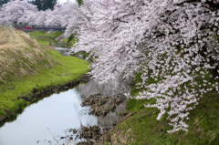 桜並木小川