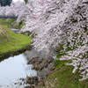 桜並木小川