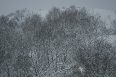 風雪の木立