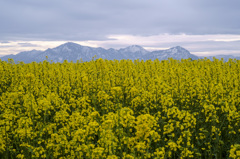 越後三山と菜の花