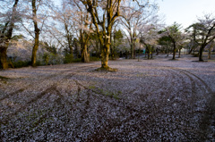 桜の轍