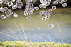 小川の桜