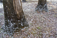 雪舞い込む