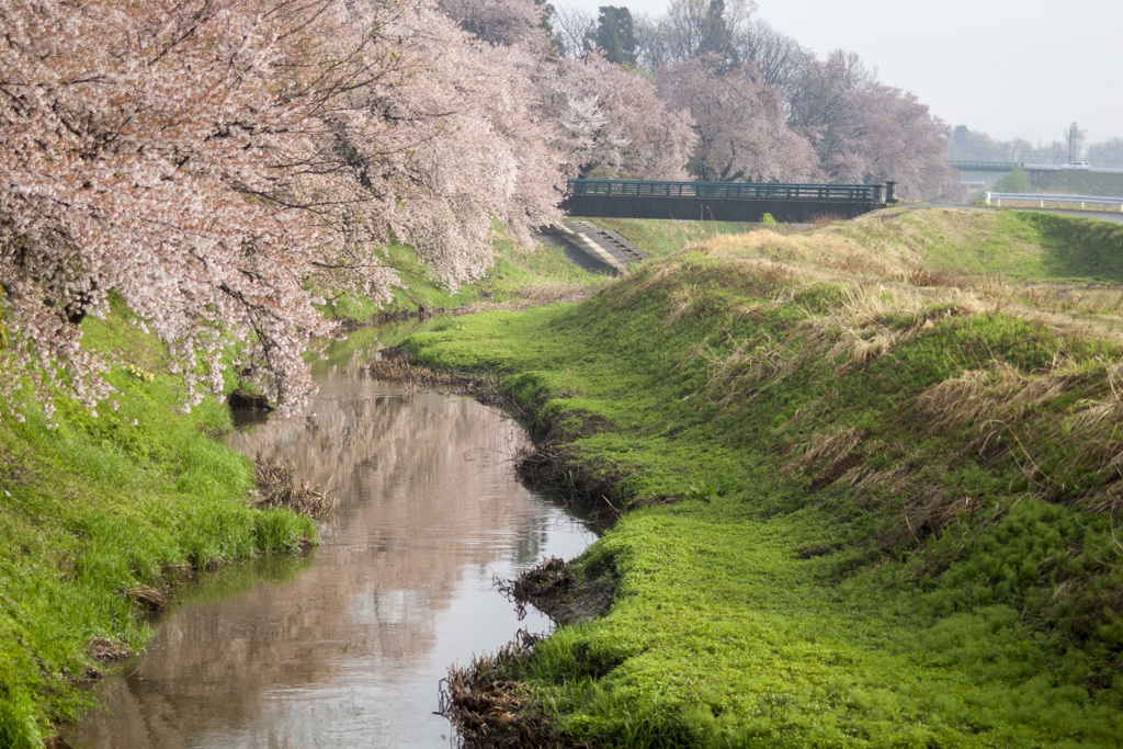 桜景色