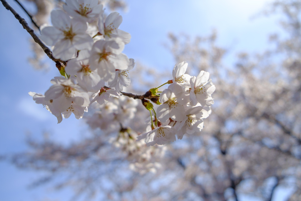 桜一枝