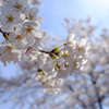 桜一枝