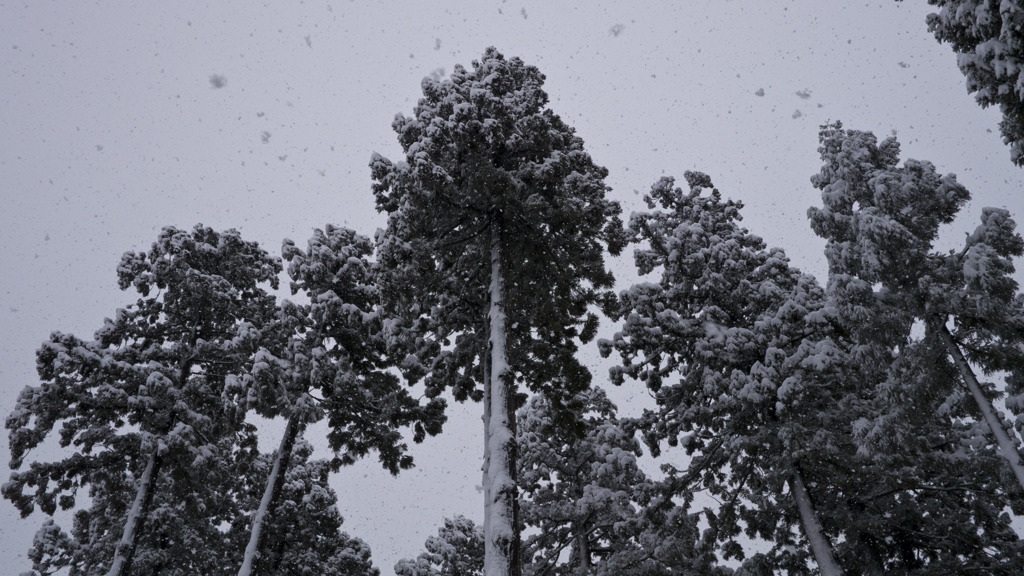 雪舞い