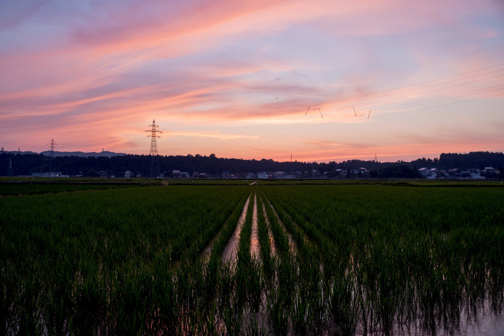 田んぼの夕焼け