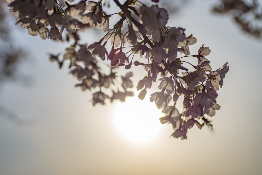 桜花爛漫