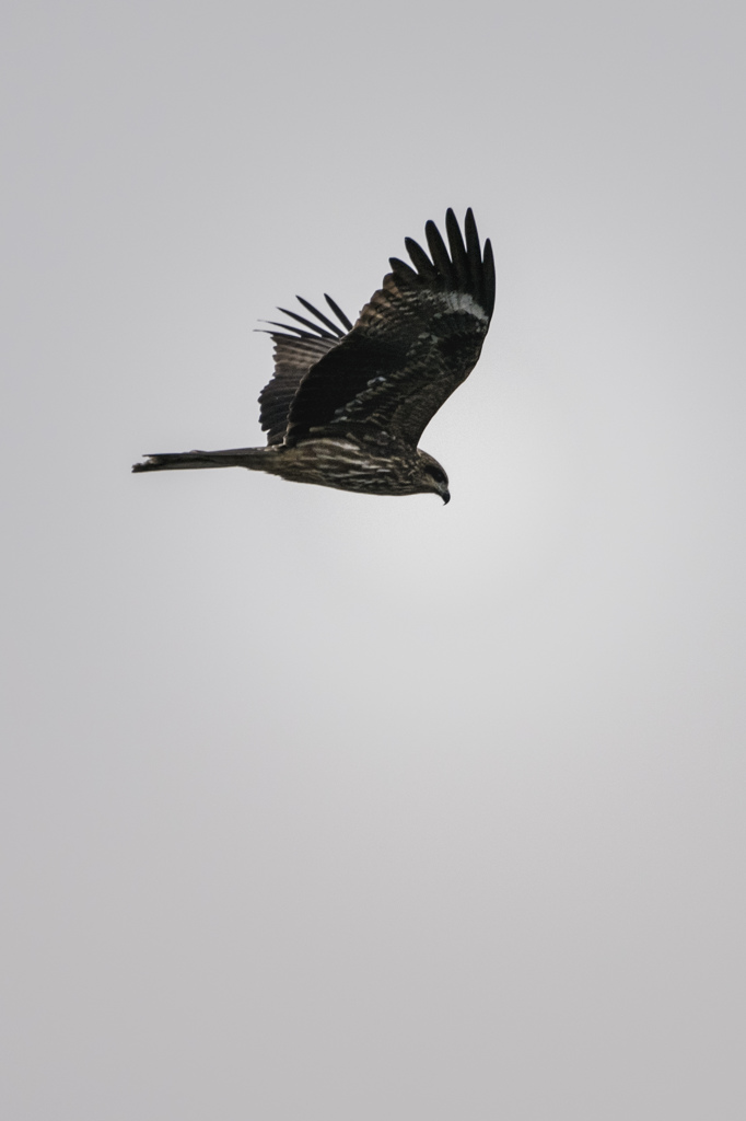 鳶