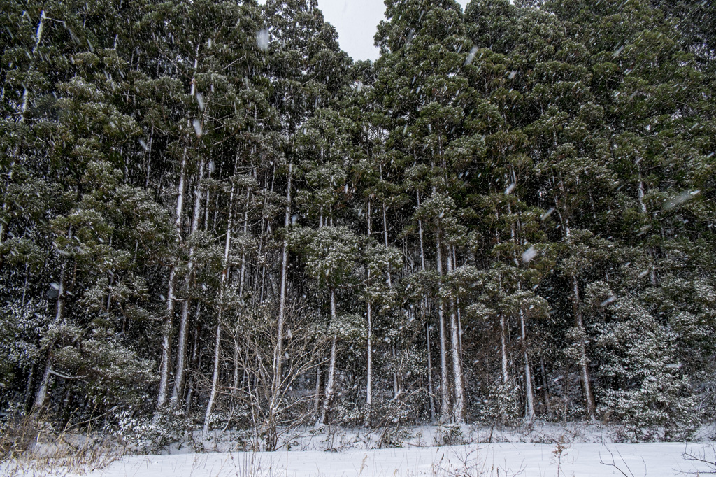 雪吹き込む林