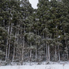 雪吹き込む林