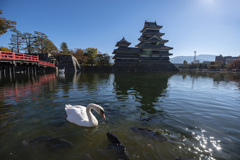 松本城と白鳥と鯉
