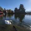 松本城と白鳥と鯉