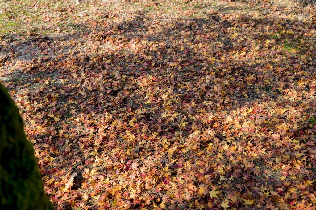 地面の紅葉