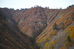 紅葉の山肌