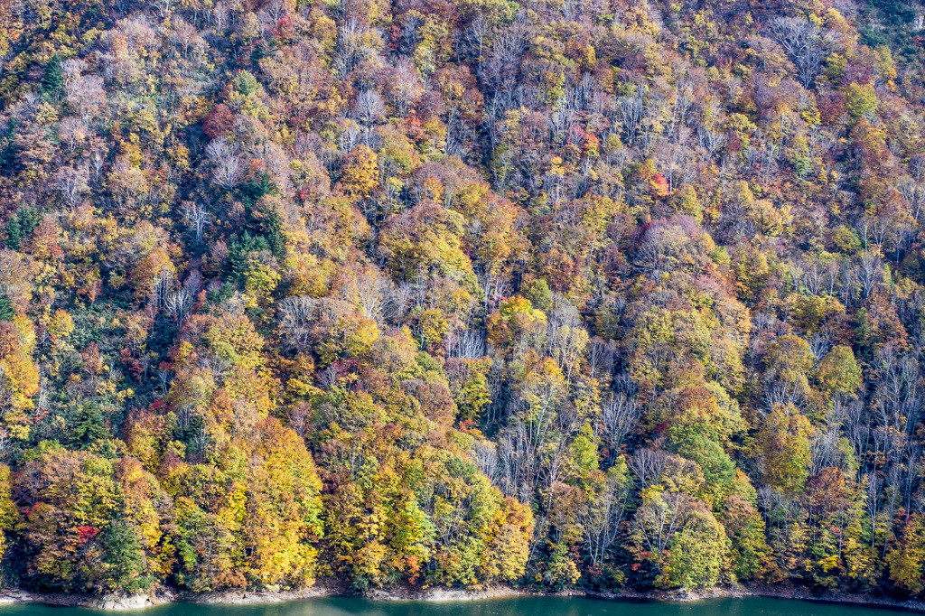 湖面からの紅葉