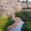水辺の桜 下流