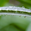 梅雨の造形