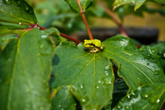 雨上がり