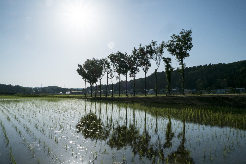 初夏の稲架木
