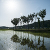 初夏の稲架木