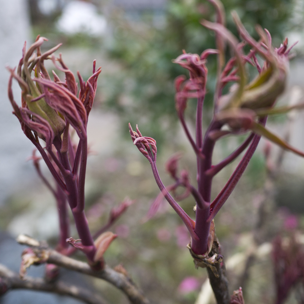 芽吹く