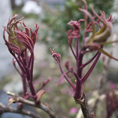芽吹く