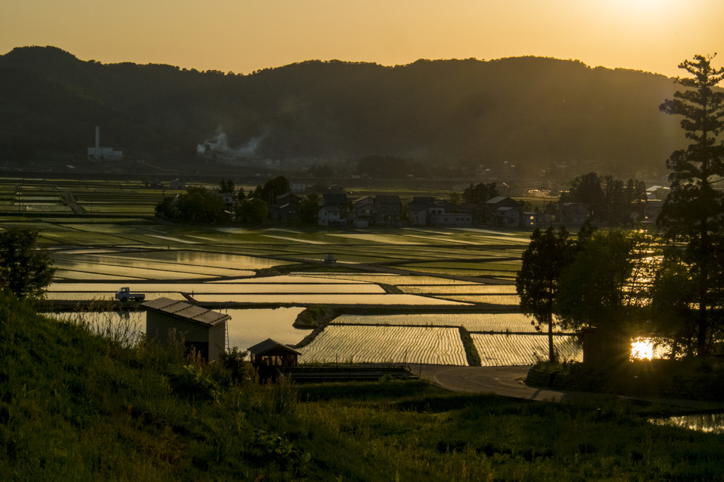 水田の風景