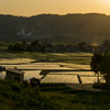 水田の風景